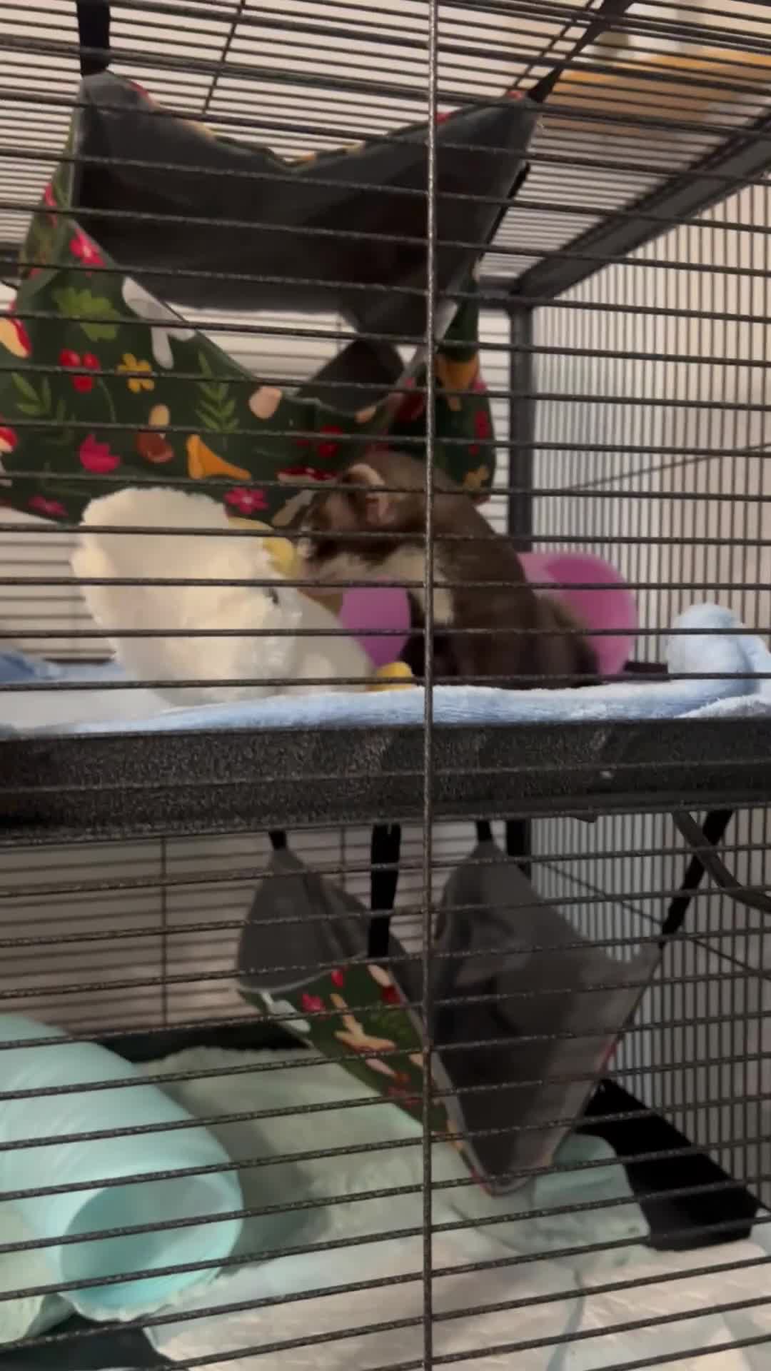 Ferret rodents for sale: Two beautiful boy ferrets with cage  in Chesterfield - Video 2
