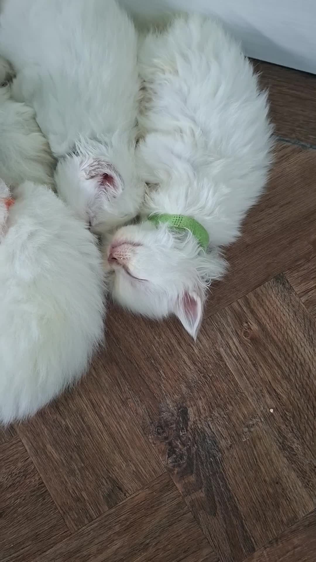 Ragdoll cats for sale: Beautiful ragdoll kittens - Video 4