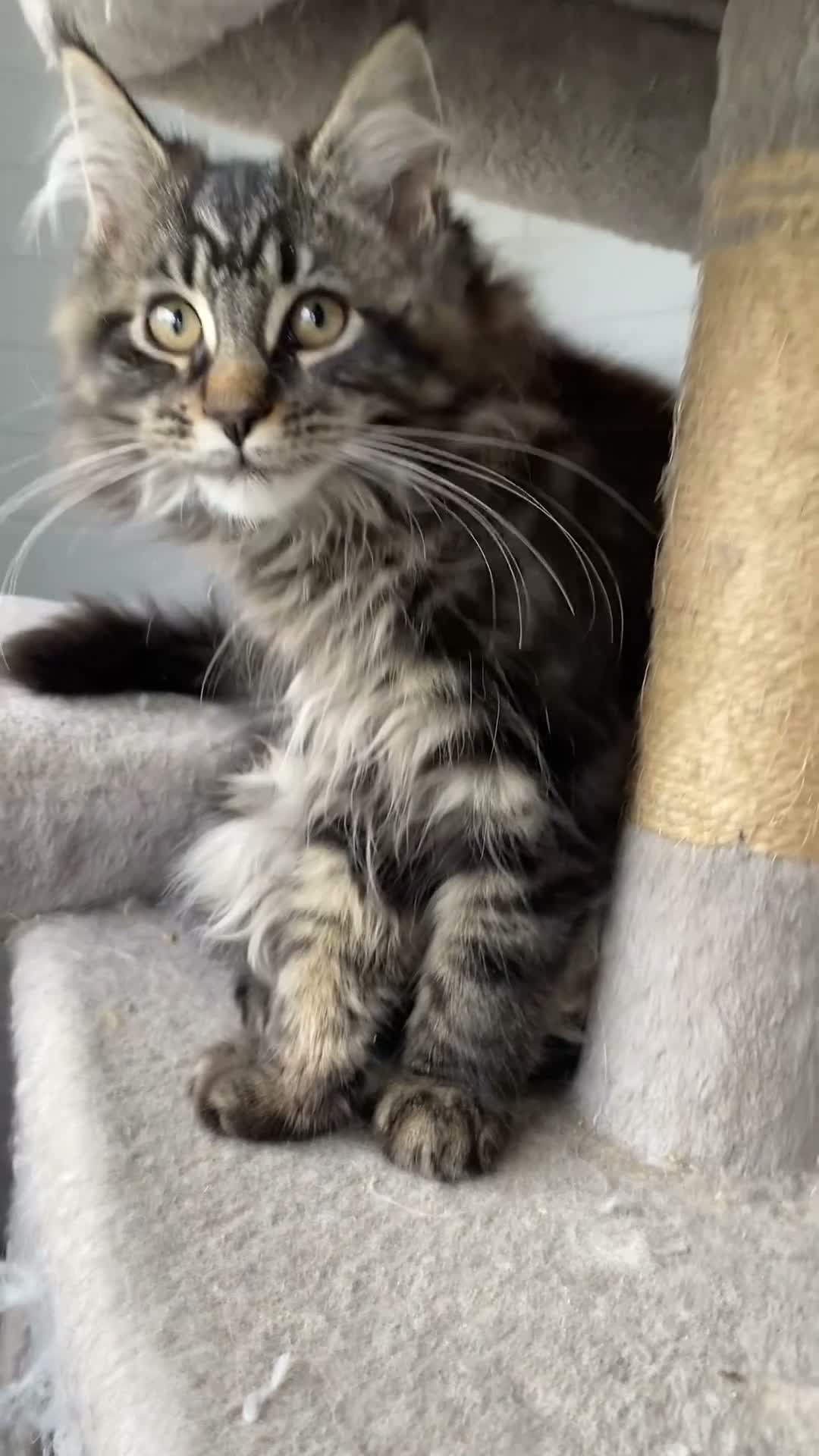 Maine Coon cats for sale: GCCF registered Maine coons - Video 5