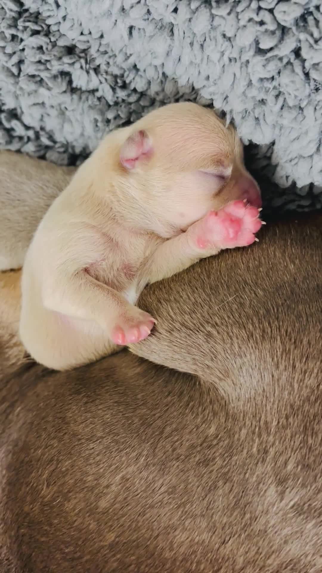 Chihuahua dogs for sale: Stunning Chihuahua Puppies!!  - Video 2