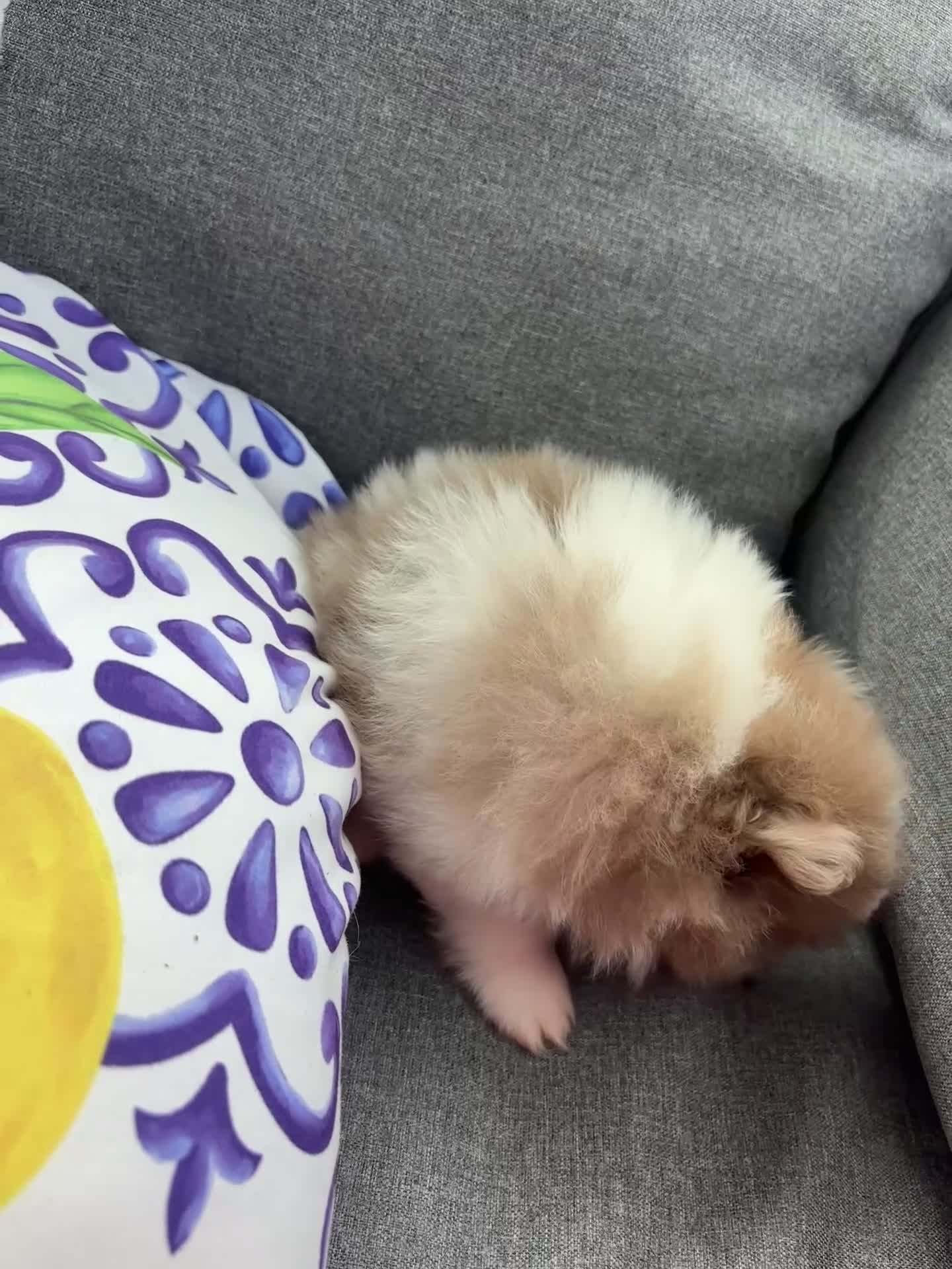 Pomeranian dogs for sale: Lilac & White Small Boy in Birmingham - Video 1