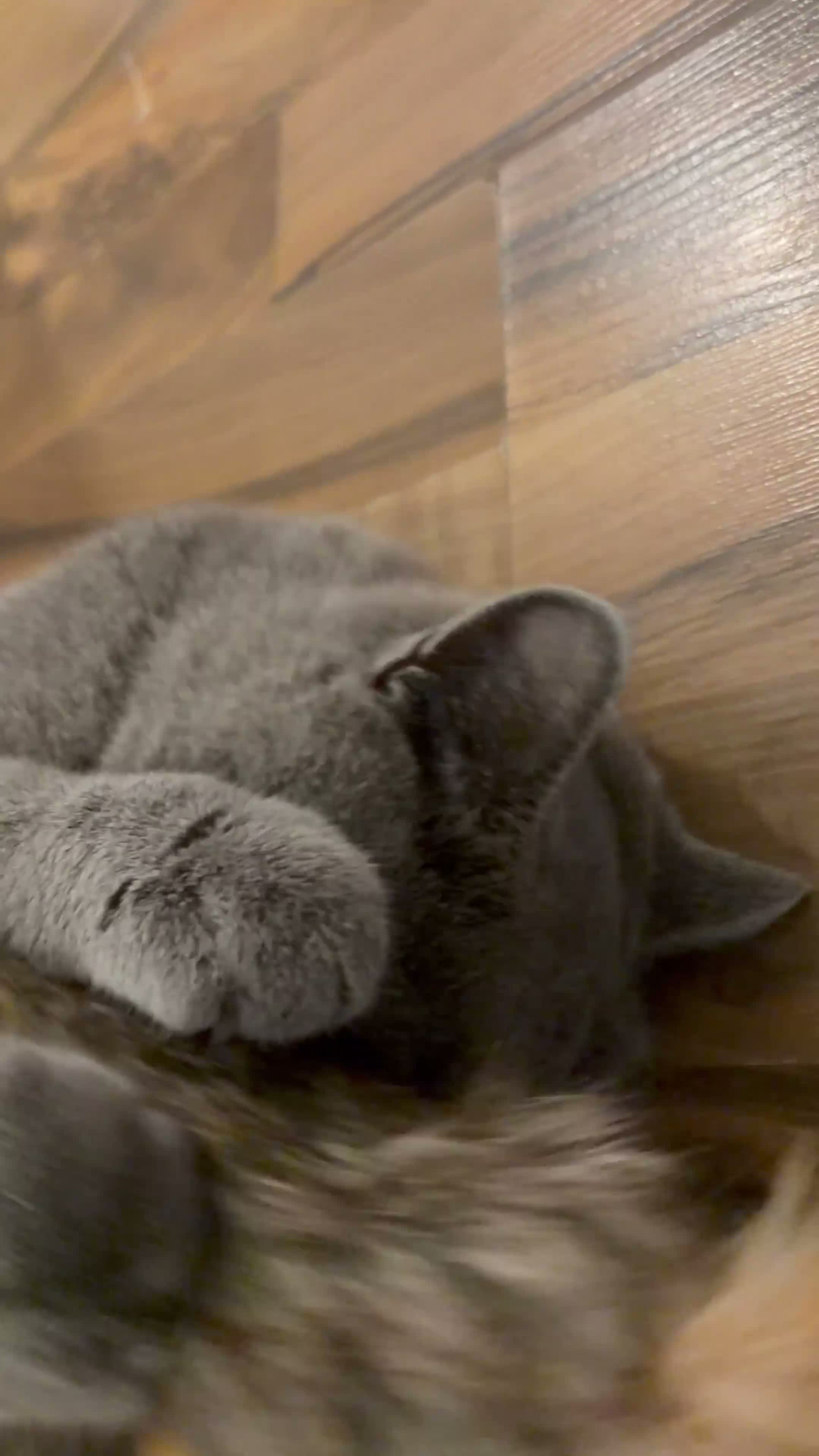 British Shorthair cats for sale: GCCF Registered British ShortHair Kittens  - Video 1