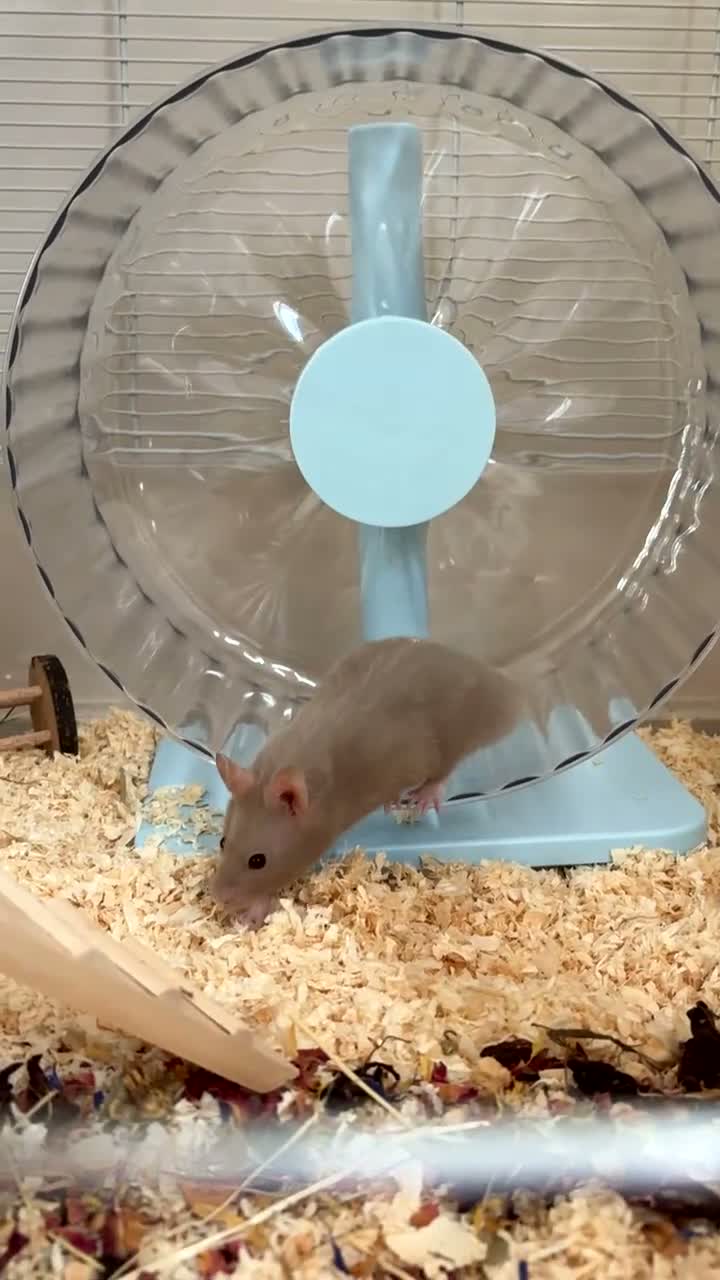 Hamster rodents for sale: Syrian hamster, Full cage, bedding, food,wheel inc in Ashford - Video 1