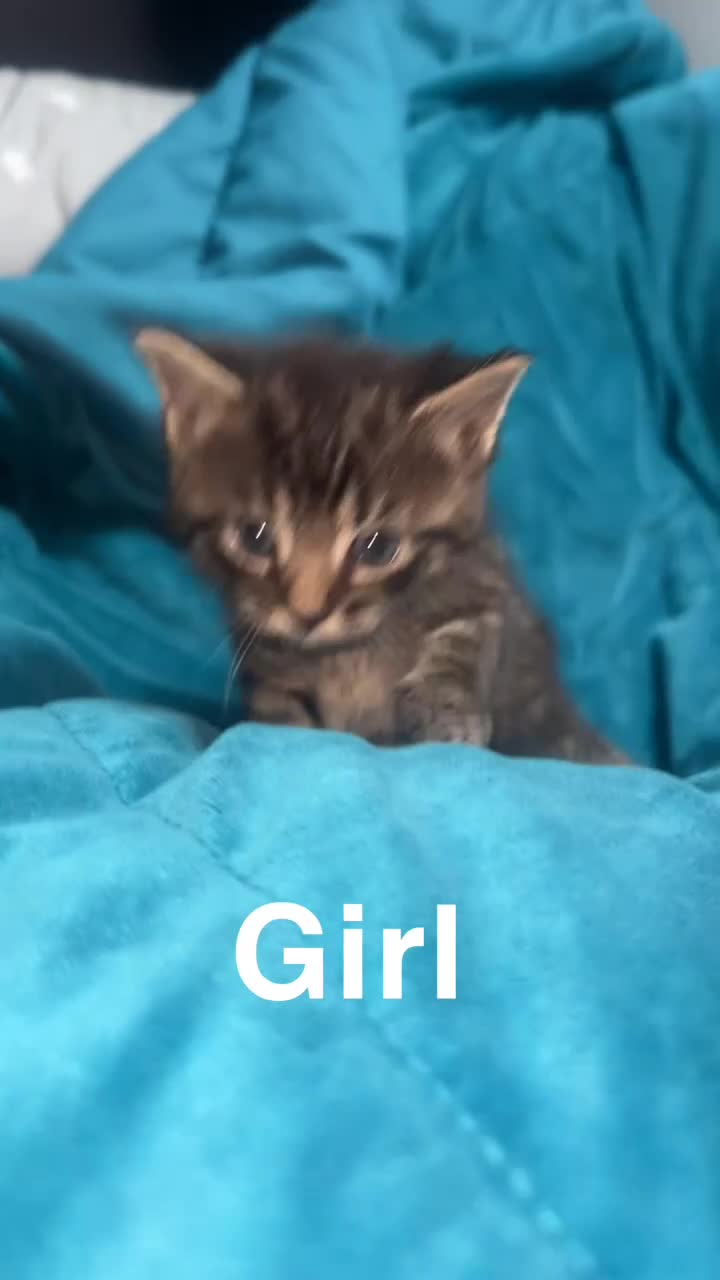 Mixed Breed cats for sale: 5 gorgeous kittens for reservation  - Video 5