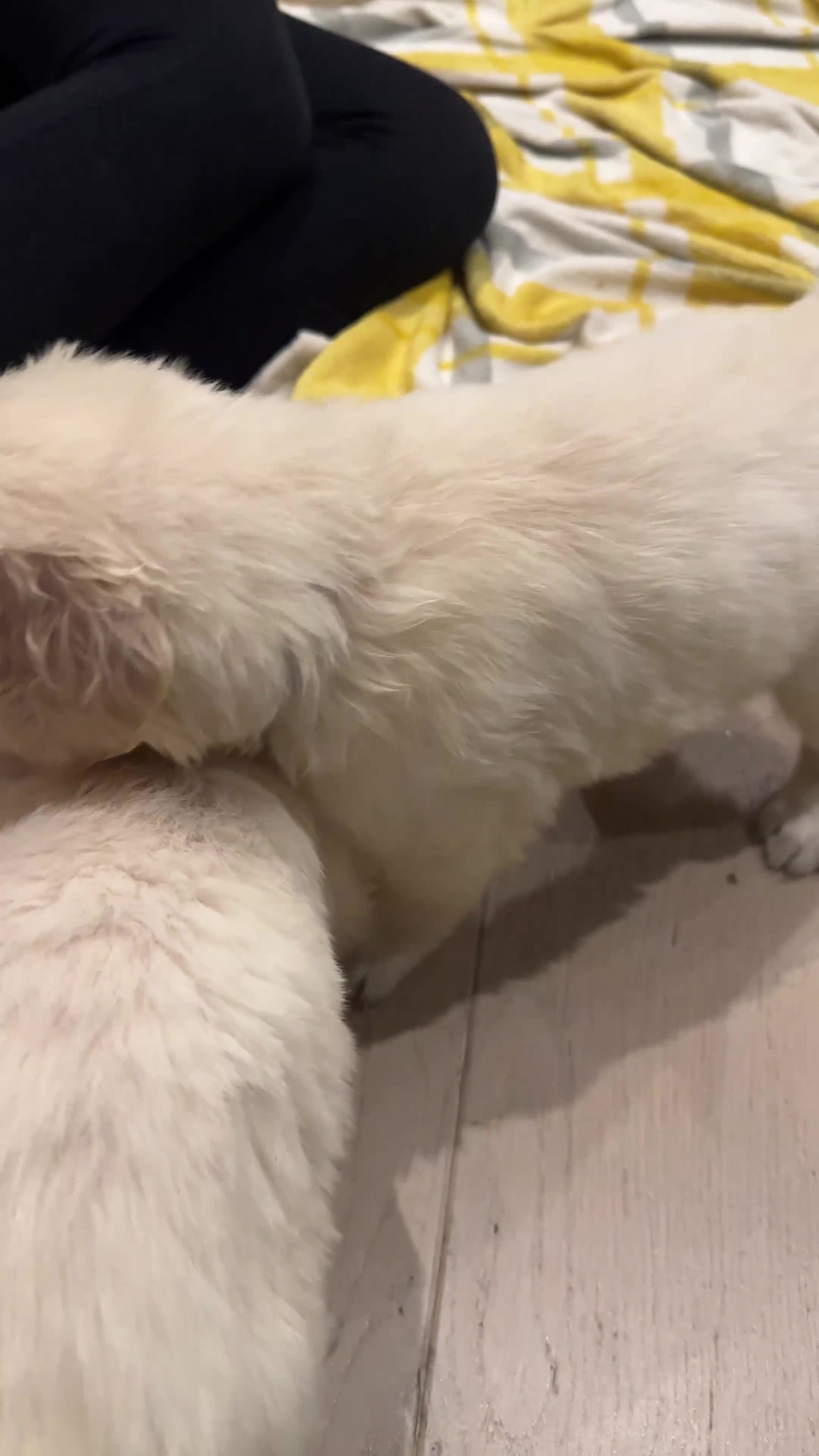 Golden Retriever dogs for sale: Champion line-KC Reg. Golden Retriever Puppies💖💙 - Video 2