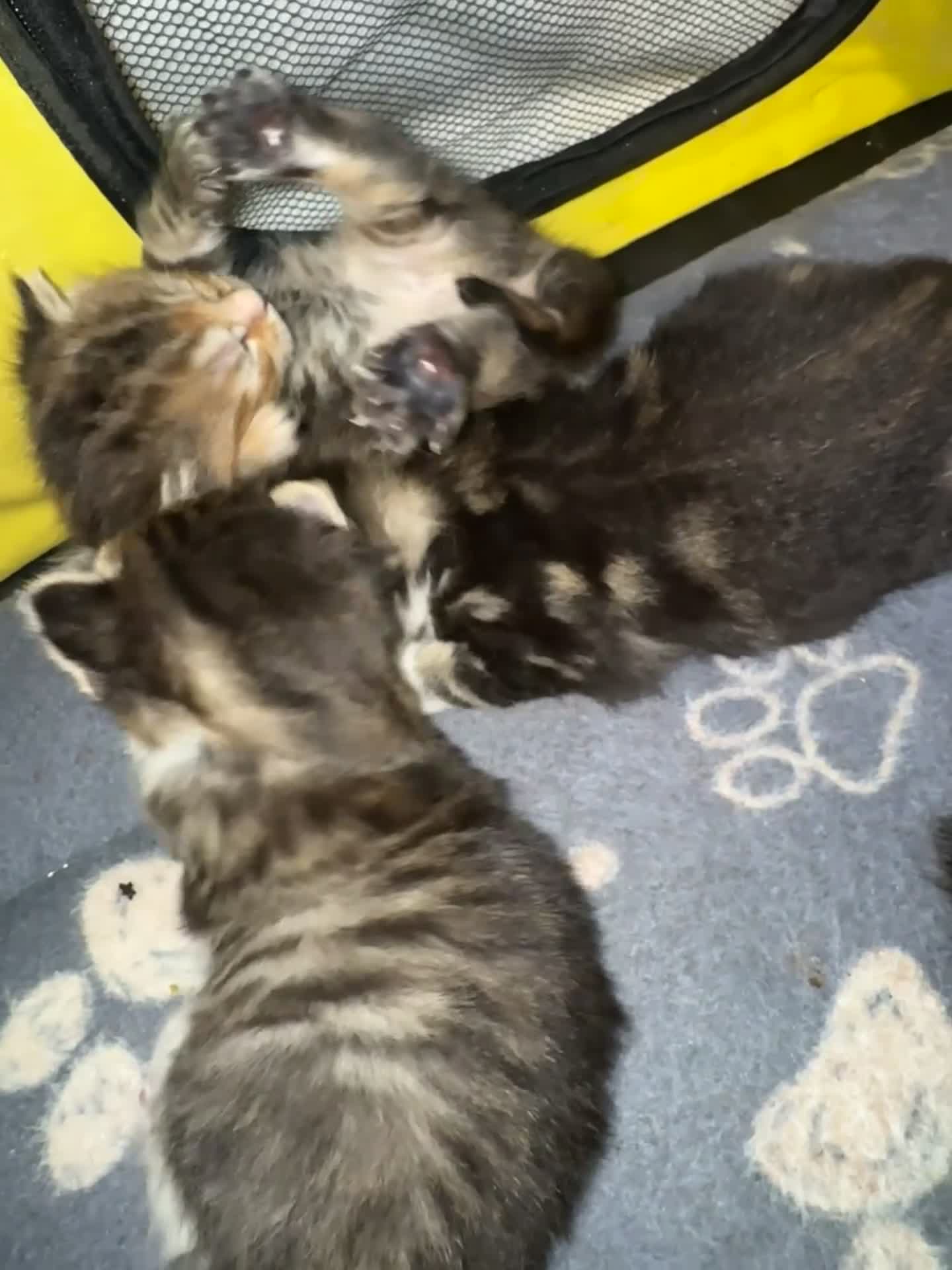 Mixed Breed cats for sale:  Beautiful half Maine coon kittens  - Video 1