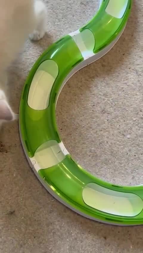 Ragdoll cats for sale:  Last two pure Ragdolls ready now reduced price - Video 2