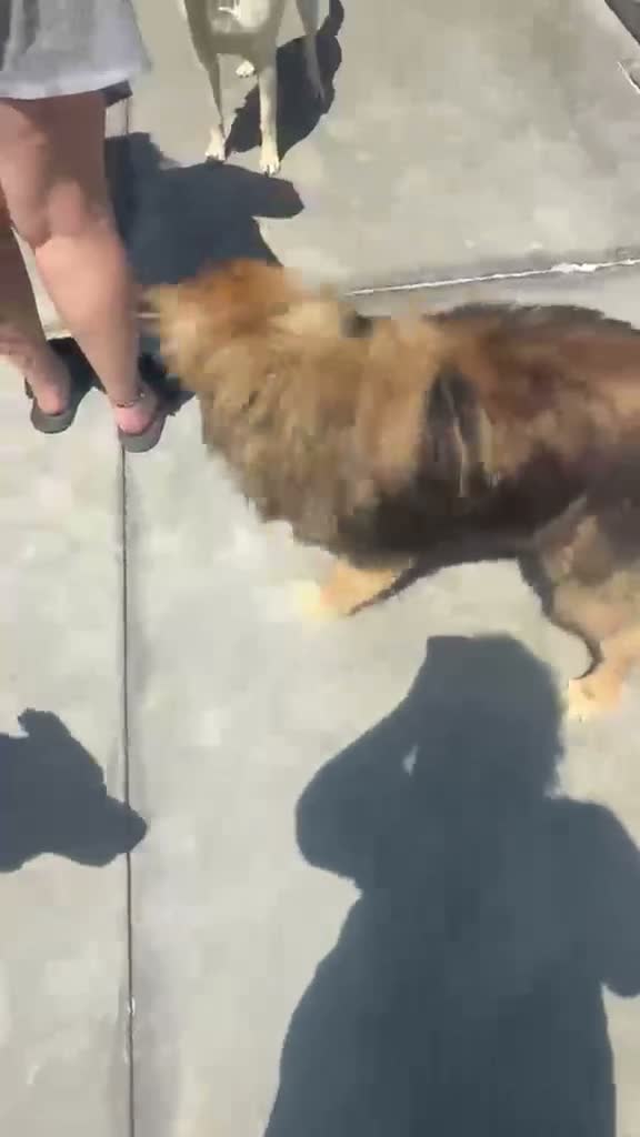 Mixed Breed dogs for adoption: Baloo, 10 yrs approx. Available for adoption. in Brixham - Video 2