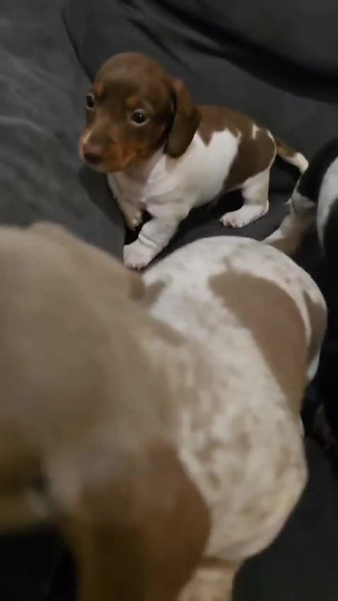 Miniature Dachshund dogs for stud: Miniature piebald proven - rainbow litter in Coalville - Video 3