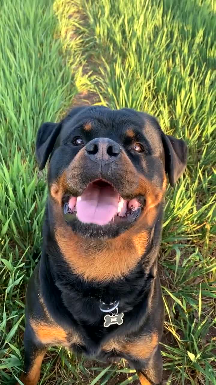Rottweiler dogs for stud: Proven handsome ADRK KC registered Rottweiler  in Milford Haven - Video 3