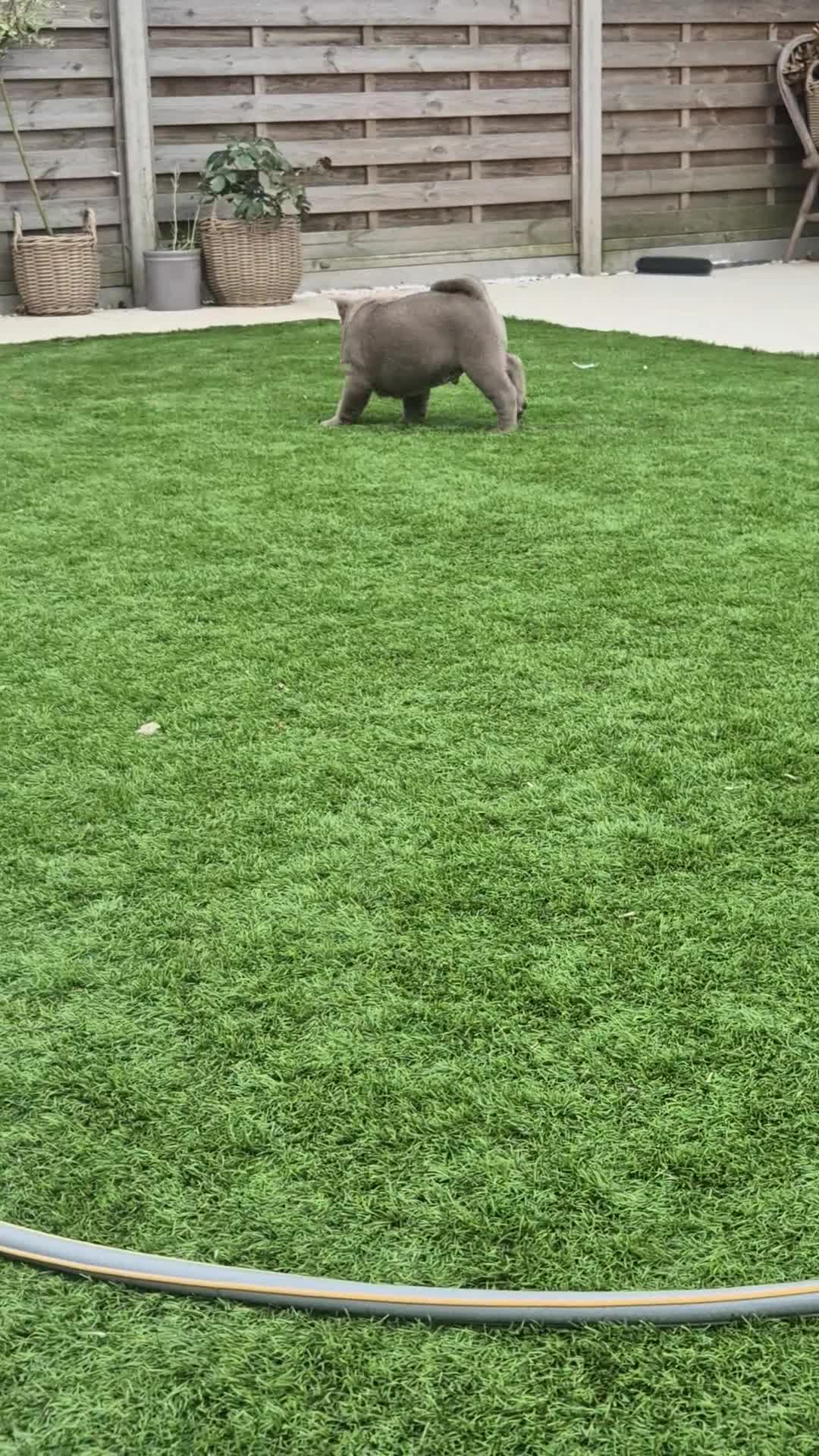Mixed Breed dogs for sale: Chowxfrenchie Ready for new homes** - Video 2