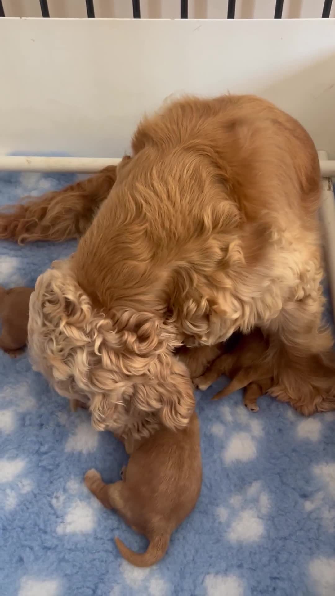 Cocker Spaniel dogs for sale: Show type cocker  spaniel “ Villaspaniol  ” kC reg - Video 1