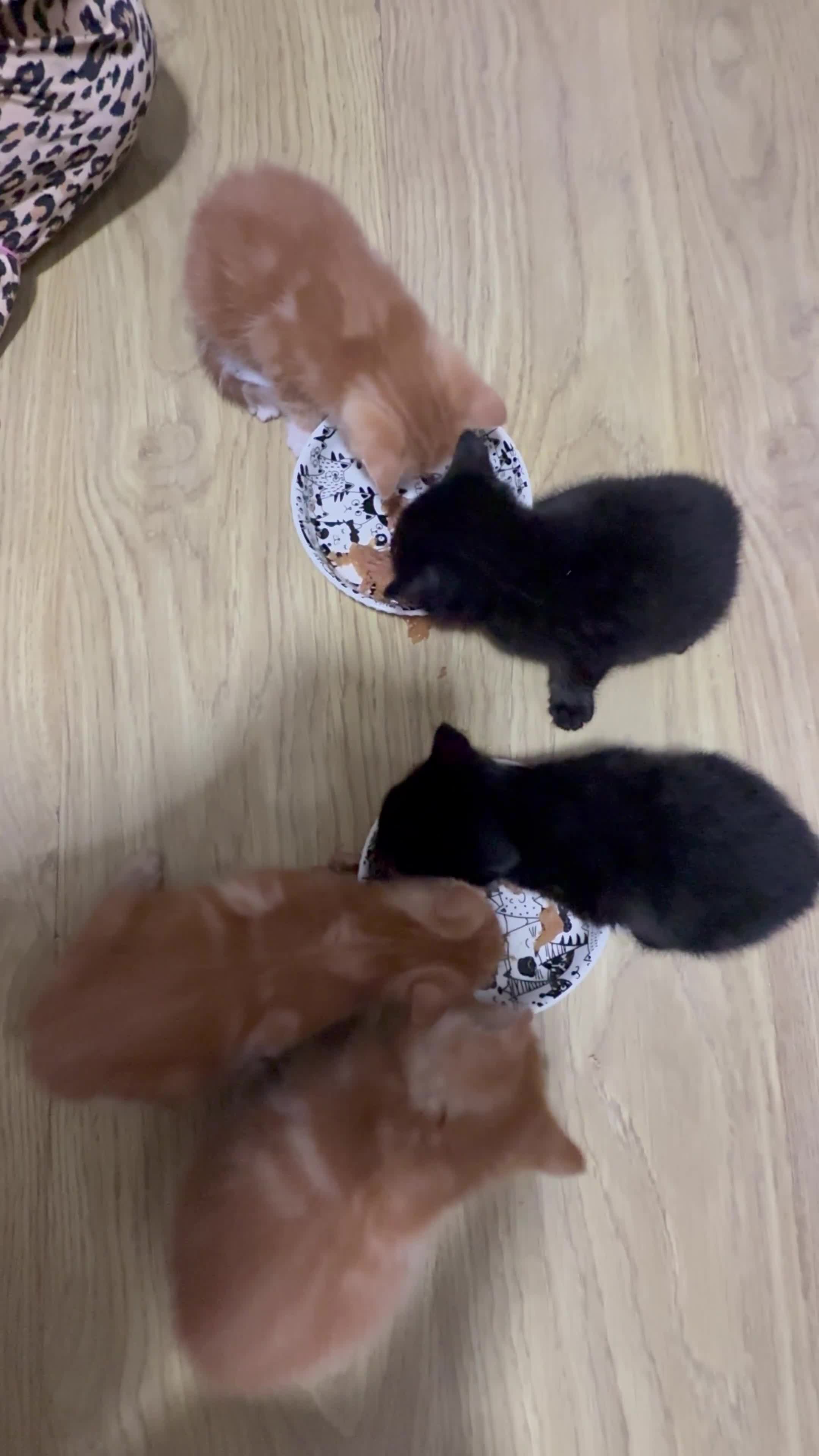 Mixed Breed cats for sale: Beautiful Kittens Looking for a forever home  - Video 1