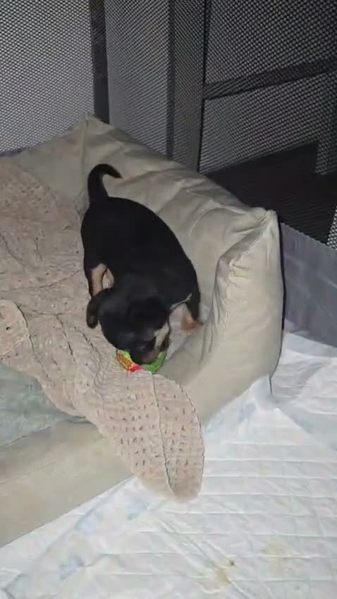 Russian Toy Terrier dogs for sale: Rare black russian toy. - Video 3