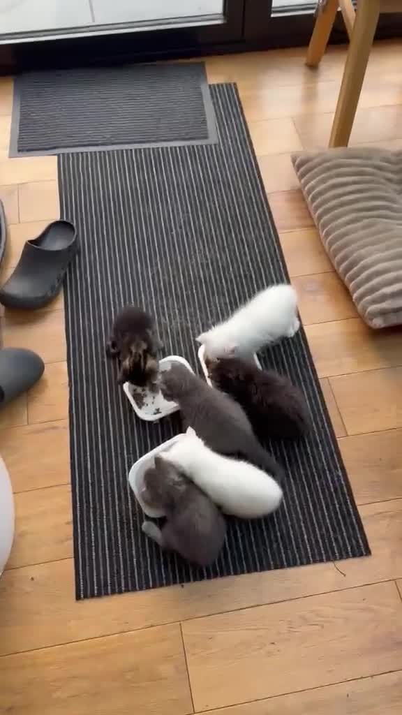 Mixed Breed cats for sale: 6 Kittens  in Waterlooville - Video 2