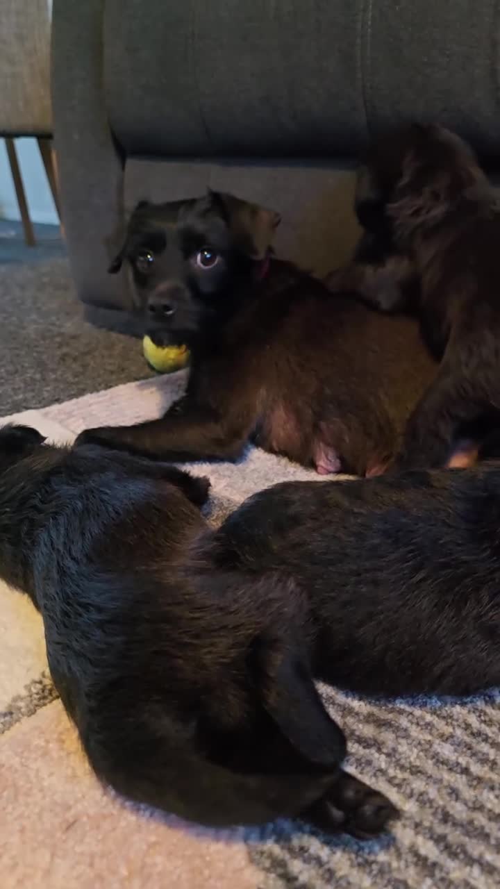 Mixed Breed dogs for sale: Puppies looking for home ❤️  in Grantham - Video 1