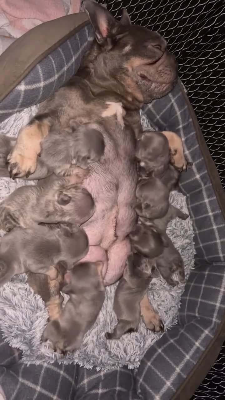 French Bulldog dogs for sale: Micro Frenchie Puppies – KC Registered - Video 1