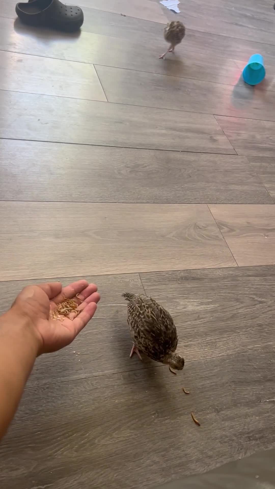 Mixed Breed birds for sale: Black francolin kala teeter  - Video 2