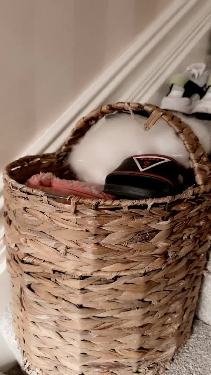 Ragdoll cats for sale: Ragdoll kittens  - Video 2
