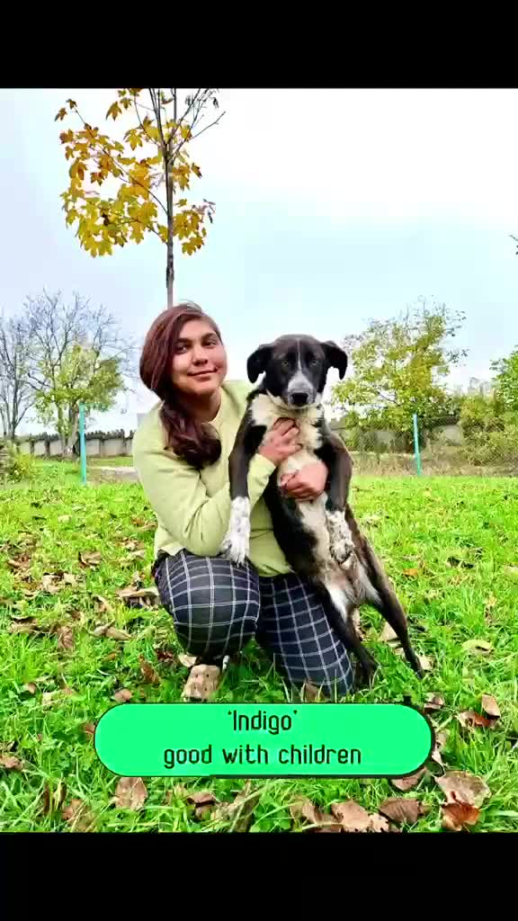 Mixed Breed dogs for adoption: Indigo, 1 yr approx. RESERVED SUBJECT TO CHECKS. - Video 1