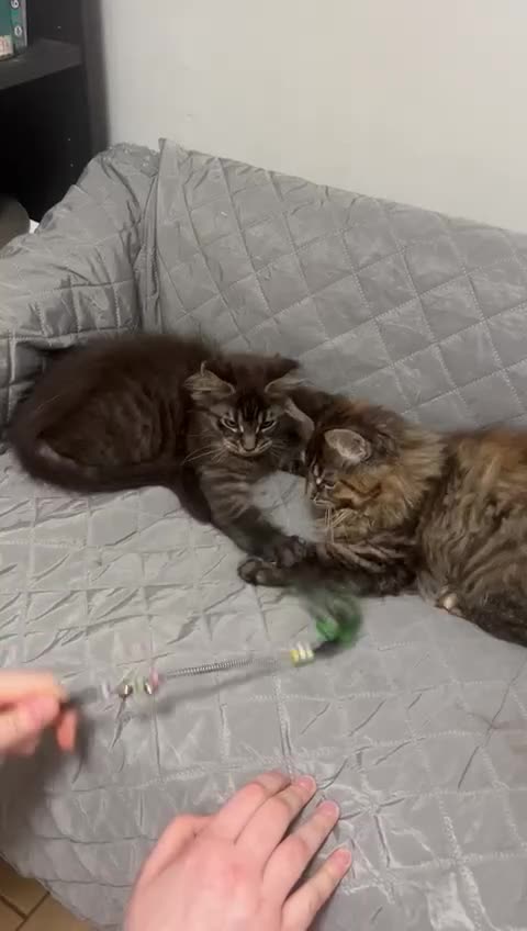 Maine Coon cats for sale: Main coon kitten  - Video 1
