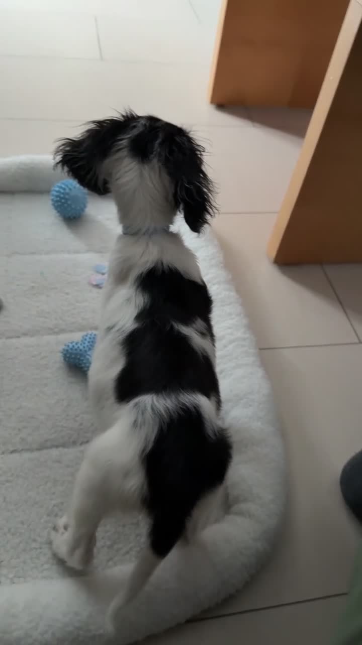 Cocker Spaniel dogs for sale: Black cocker spaniel 16  week old - Video 1