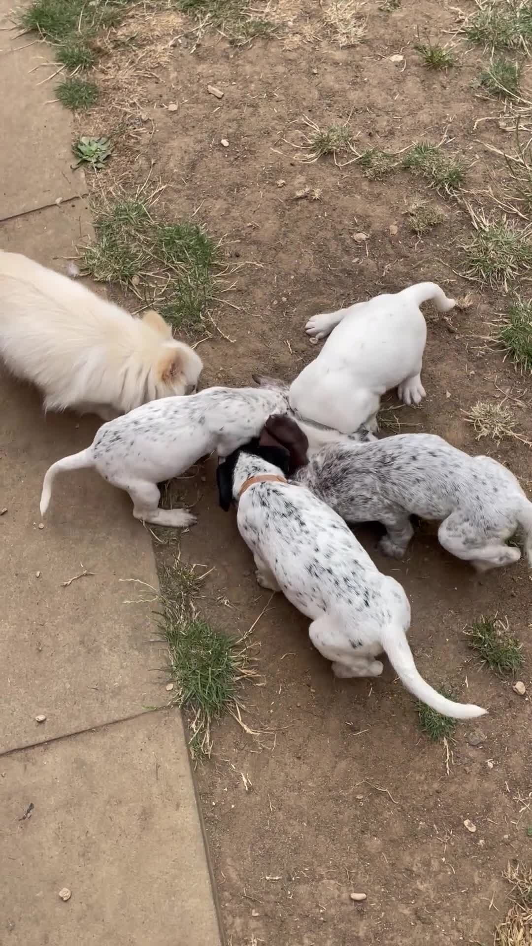 Mixed Breed dogs for sale:  Dalmaspoodles! Dalmation X springer/poodle pups - Video 2