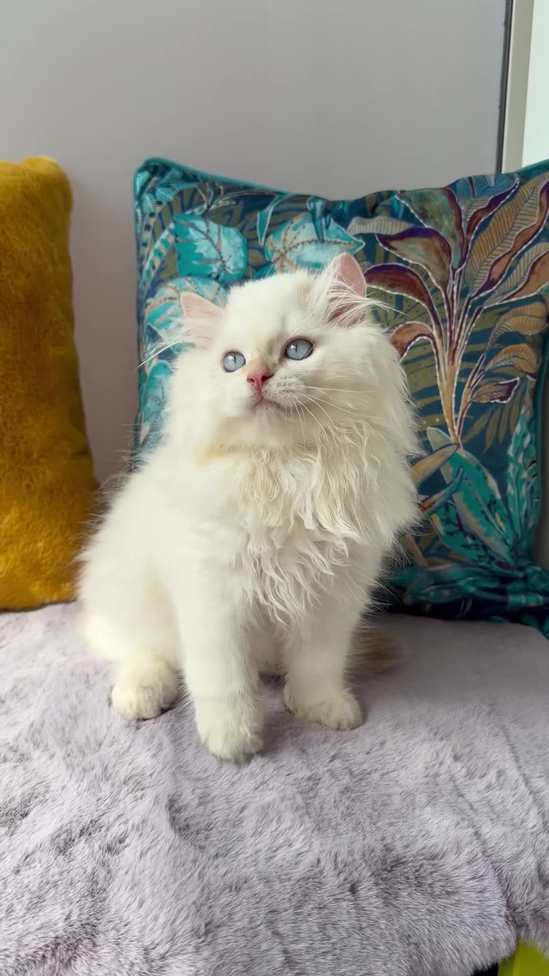British Longhair cats for sale: Champion lines british longhair kittens - Video 1