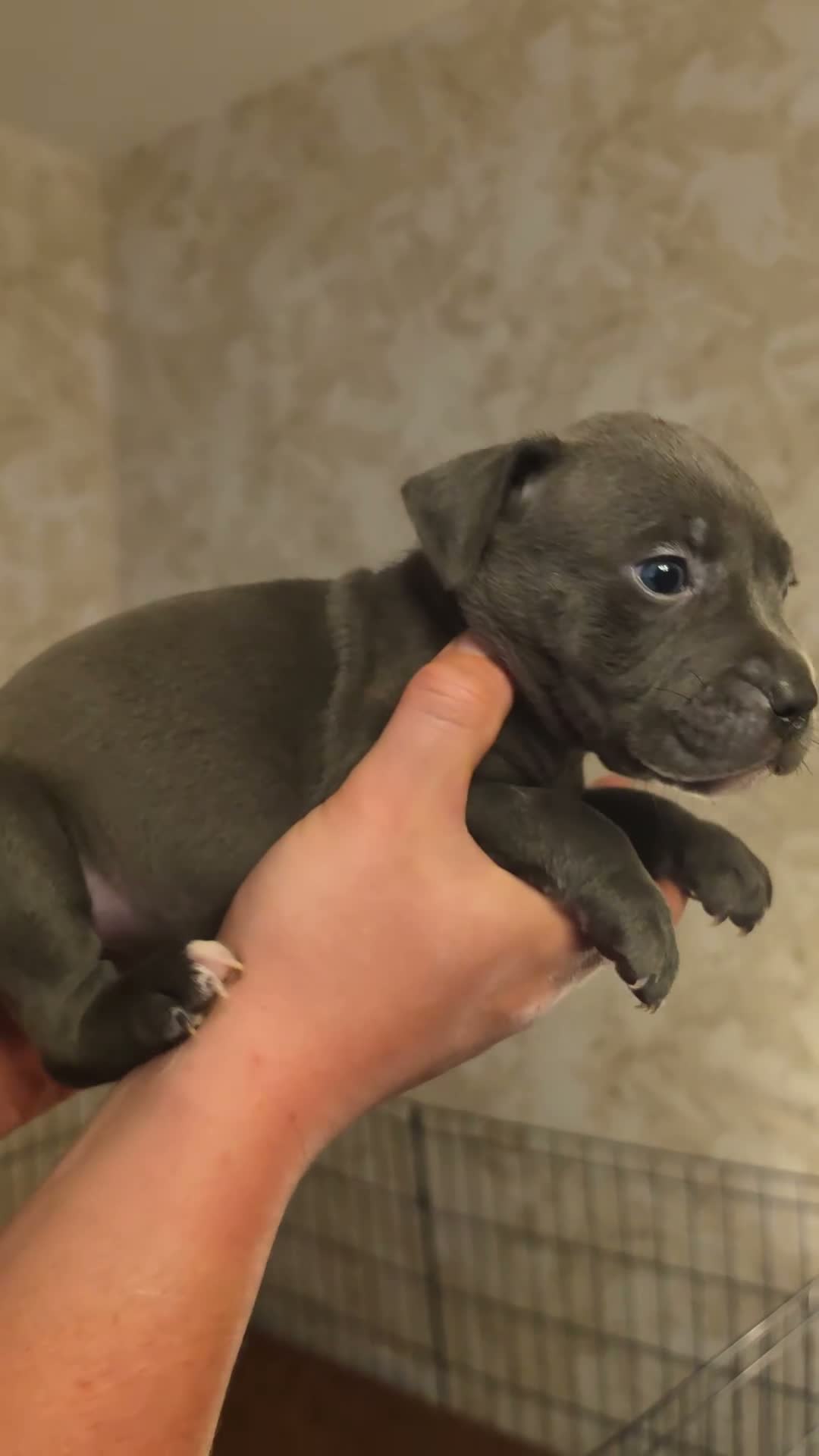 Mixed Breed dogs for sale: Staffy x American bulldog  - Video 2