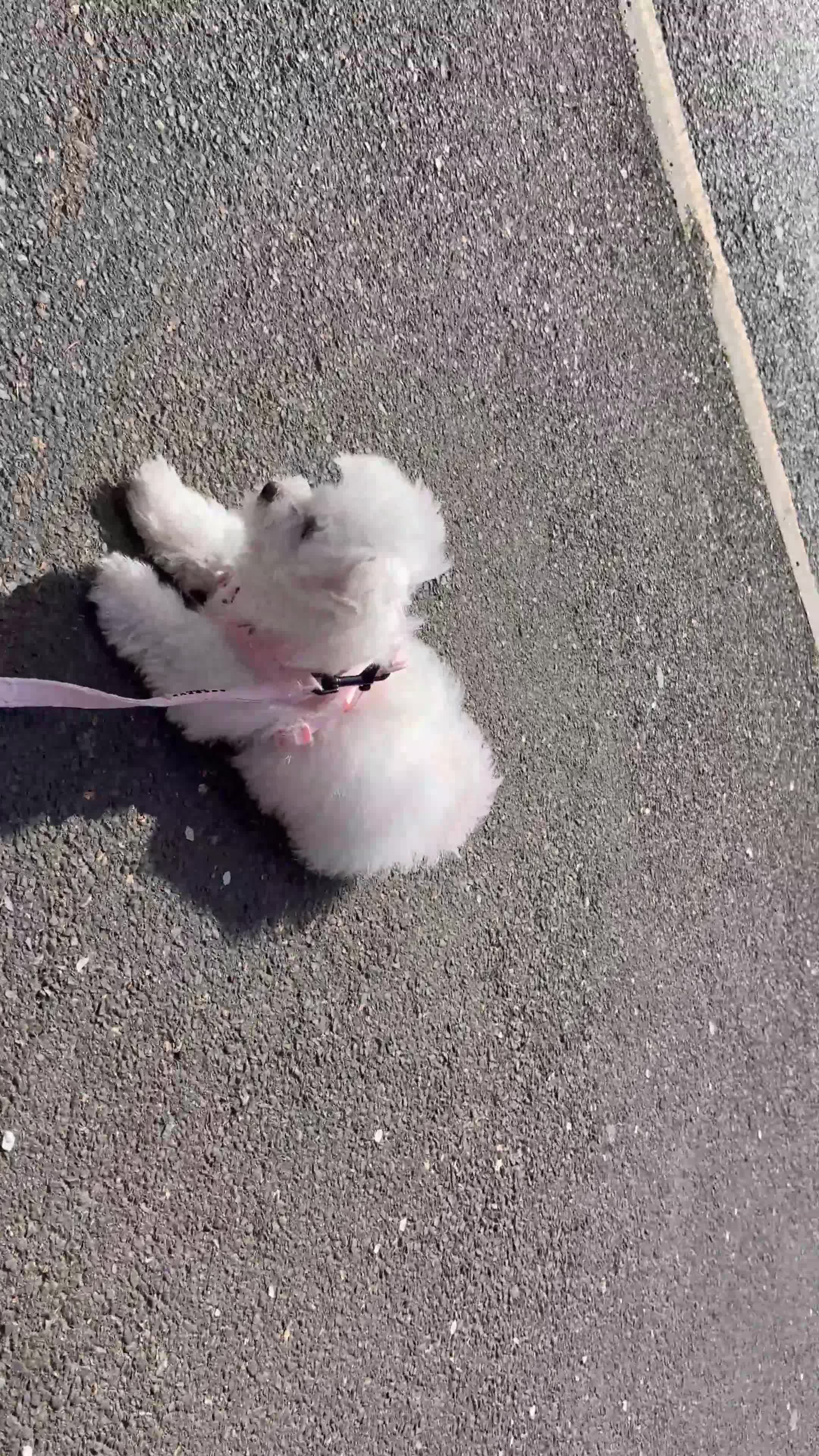 Bichon Frise dogs for sale: Bichon frise puppy - Video 2