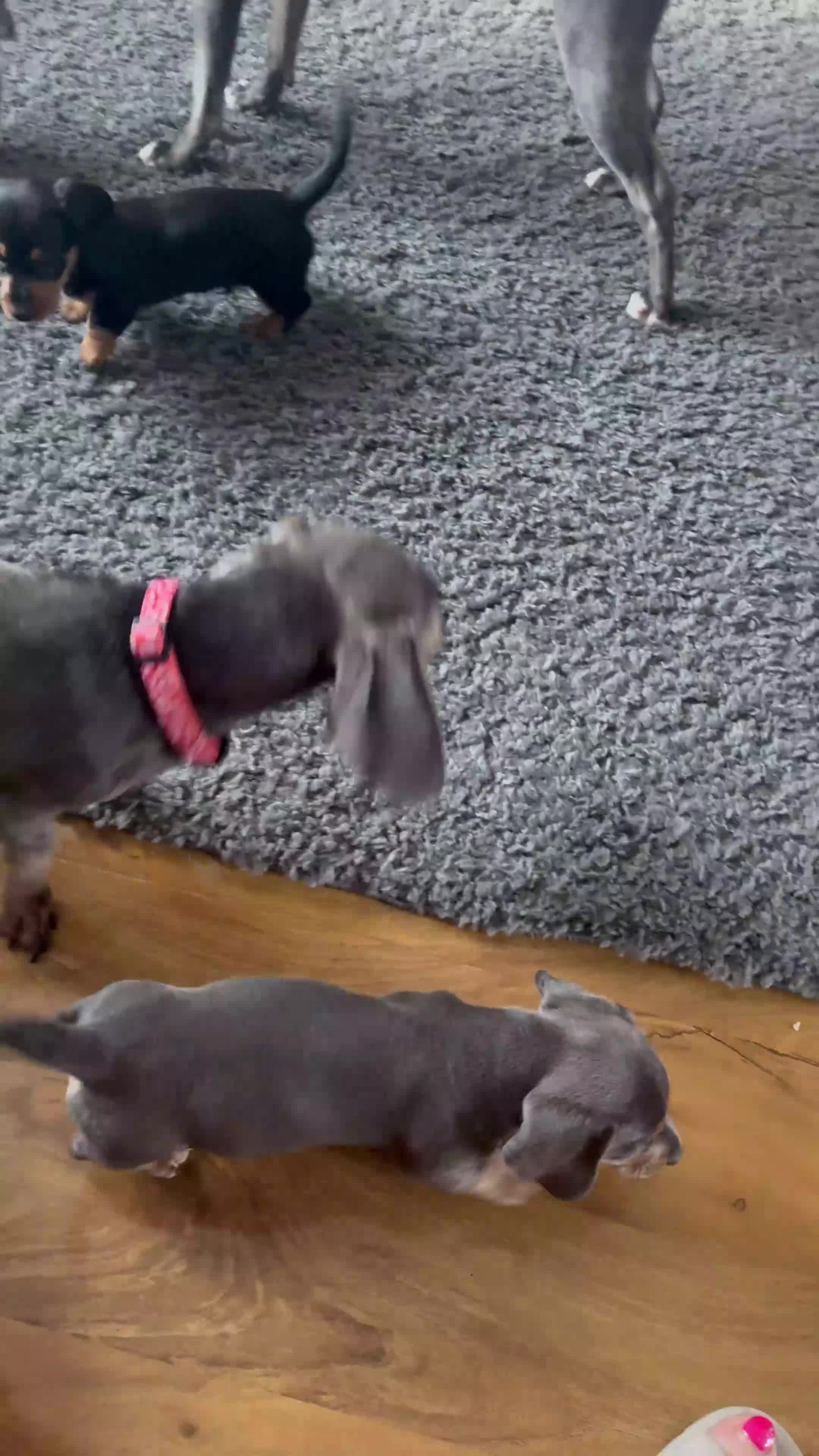 Miniature Dachshund dogs for sale: Mini dachshund  - Video 3