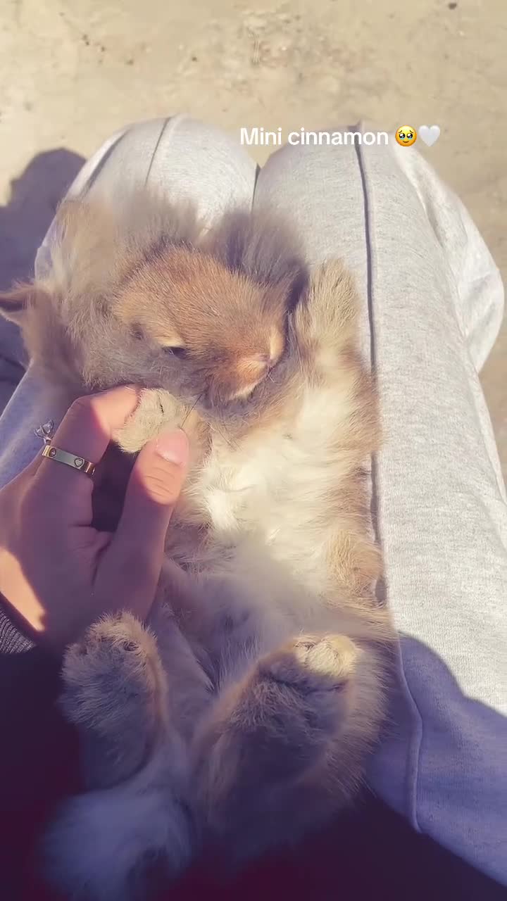 Mixed Breed rabbits for sale: Netherland/lion head mini lop - Video 1