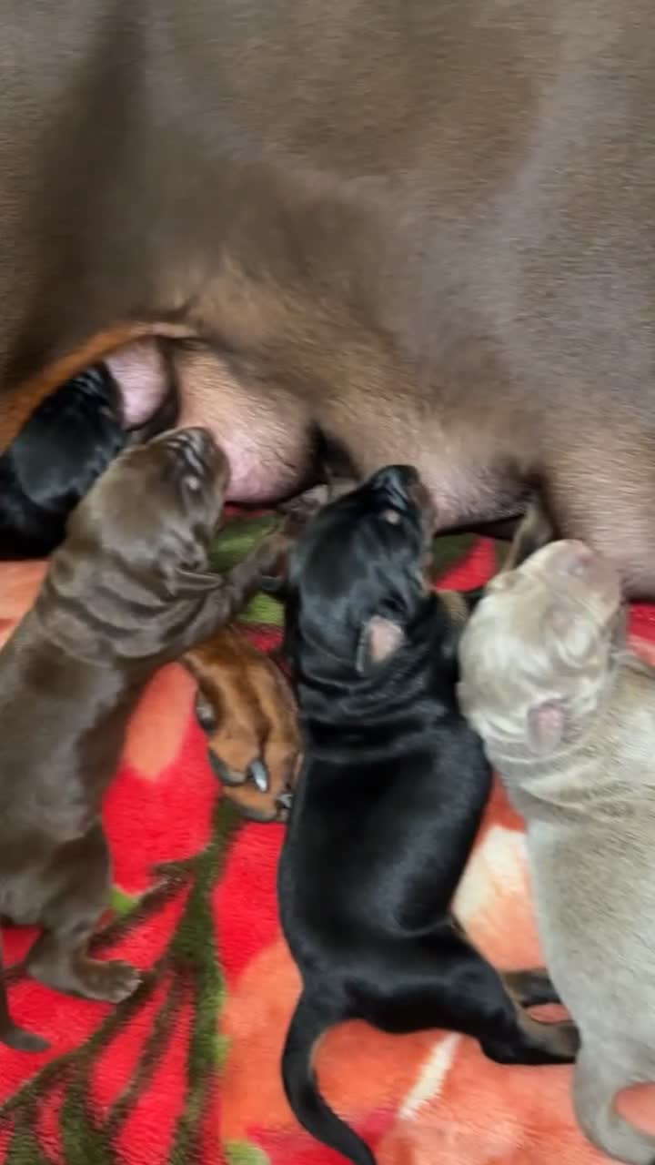Dobermann dogs for sale: Doberman puppies for sale  - Video 2