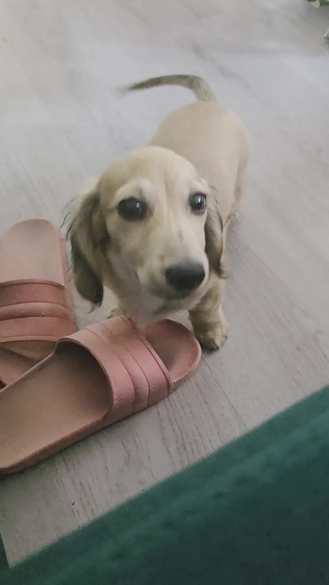 Miniature Dachshund dogs for sale: Beautiful longhaired cream mini dachshund - Video 1