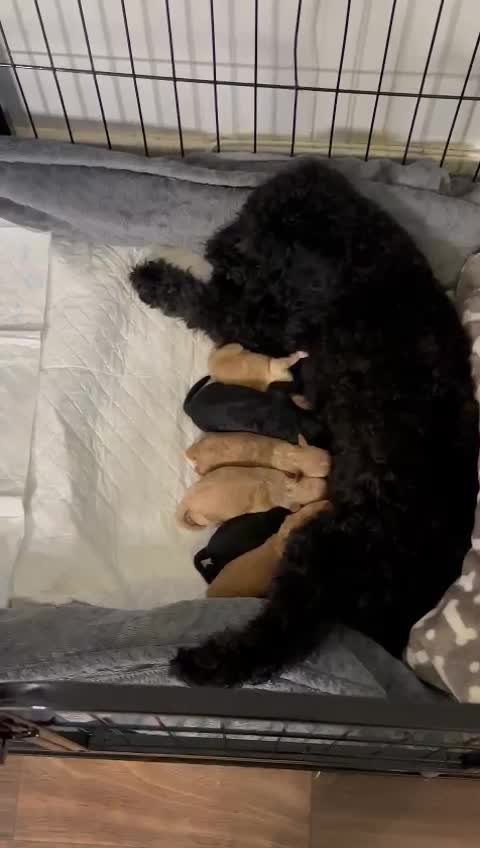 Cockapoo dogs for stud: For stud only F1 cockapoo Proven😍😍 in Sheffield - Video 2
