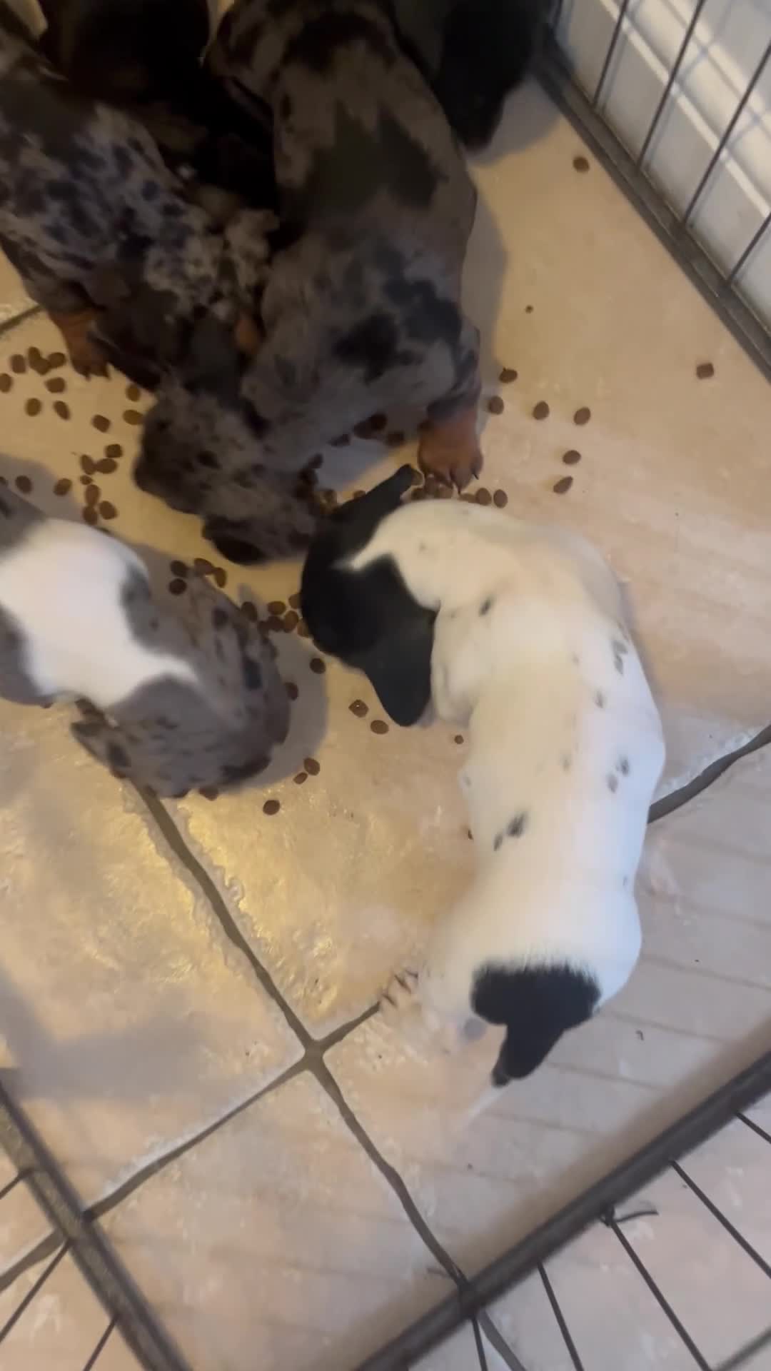 Dachshund dogs for sale: Beautiful dachshunds puppies  - Video 1