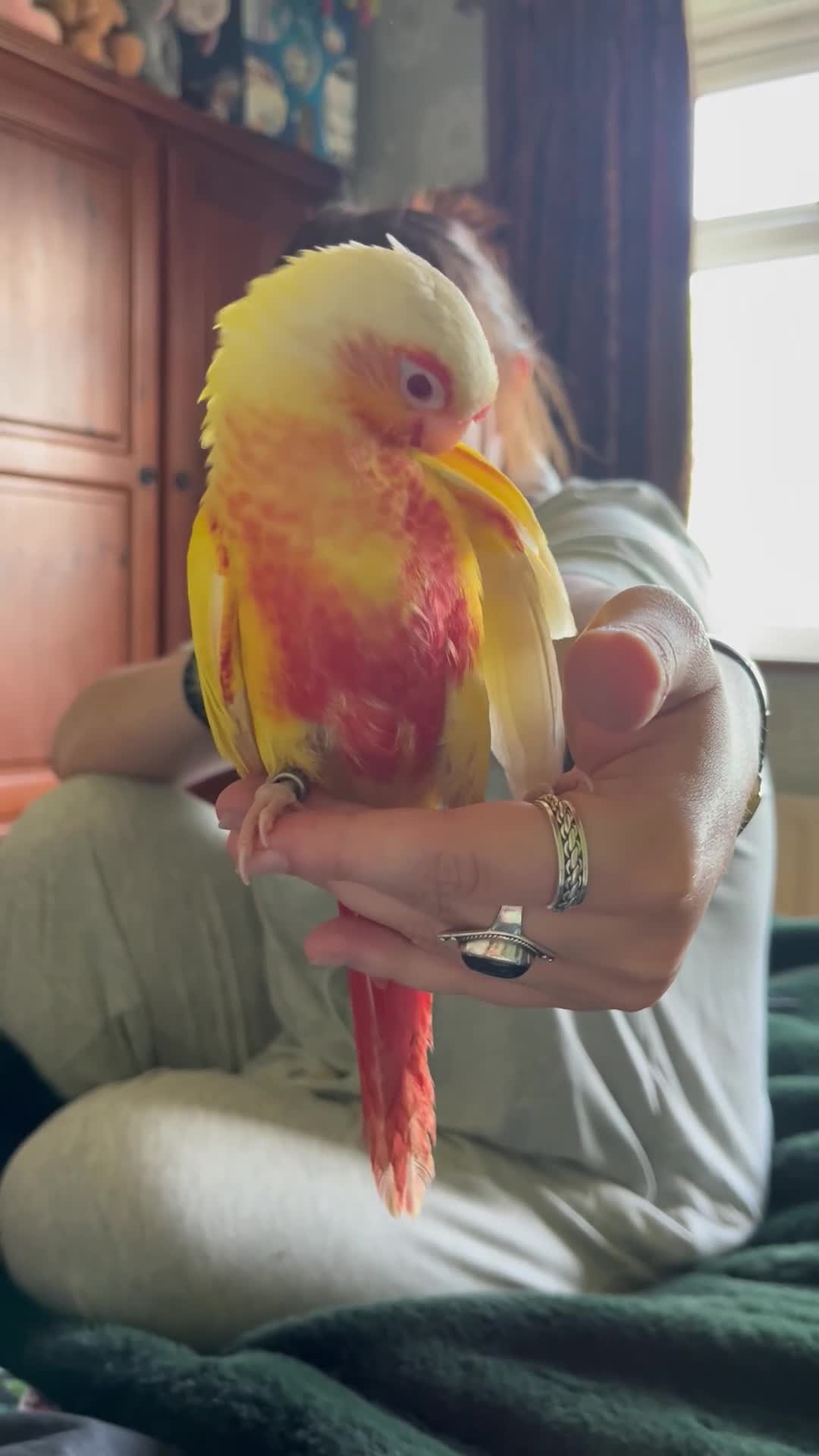 Conures birds for sale: Conure - Video 2