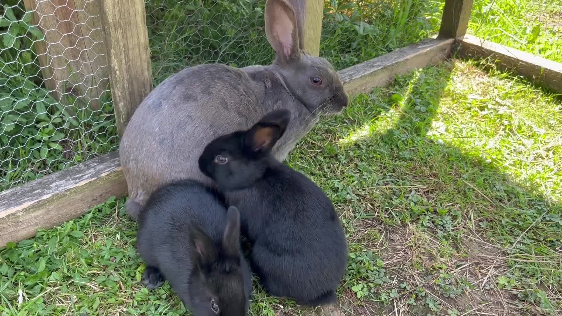 Mixed Breed rabbits for sale: English X New Zealand White babies - Video 1