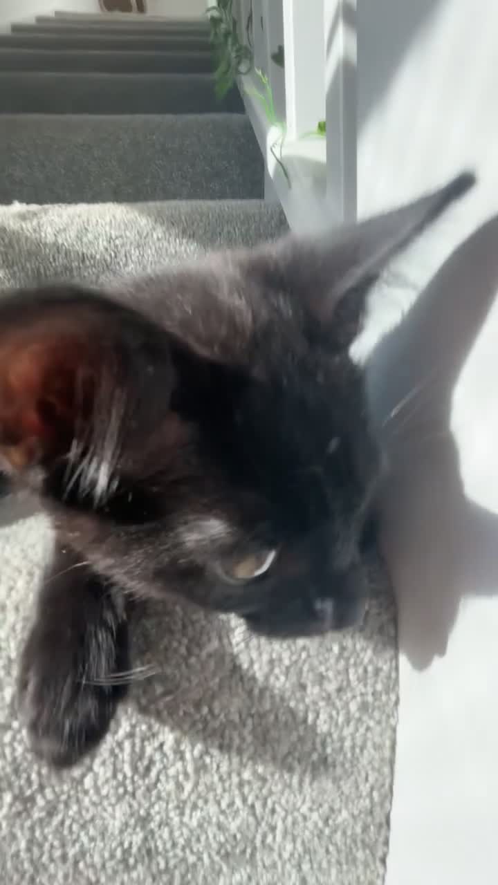 Bengal cats for sale: Young Black bengal  in Bristol - Video 1
