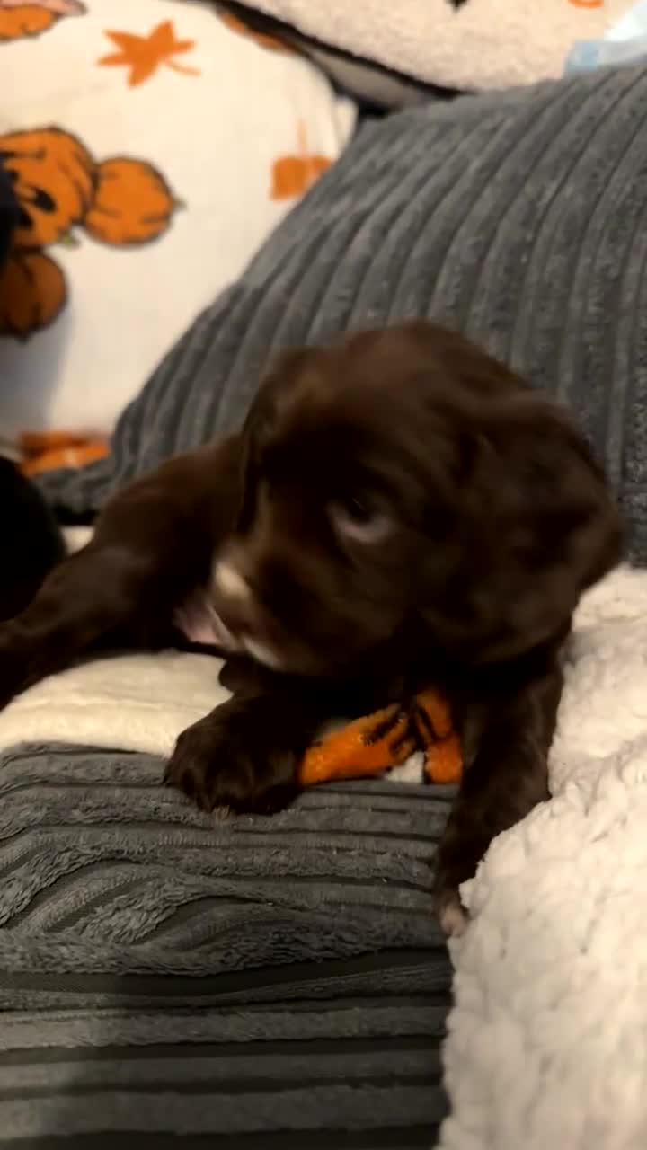Cocker Spaniel dogs for sale: 2 Cocker Spaniel puppies - Video 1