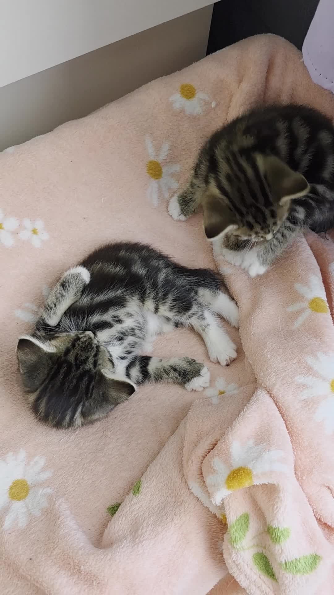 Mixed Breed cats for sale: 🔹️🔹️Lovely Kittens🔹️🔹️Ragdoll x domestic cat.  - Video 1
