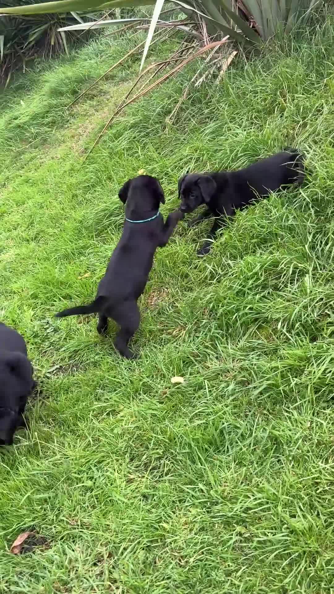 Labrador Retriever dogs for sale: 1 Black Labrador bitch left ready to go now  - Video 1