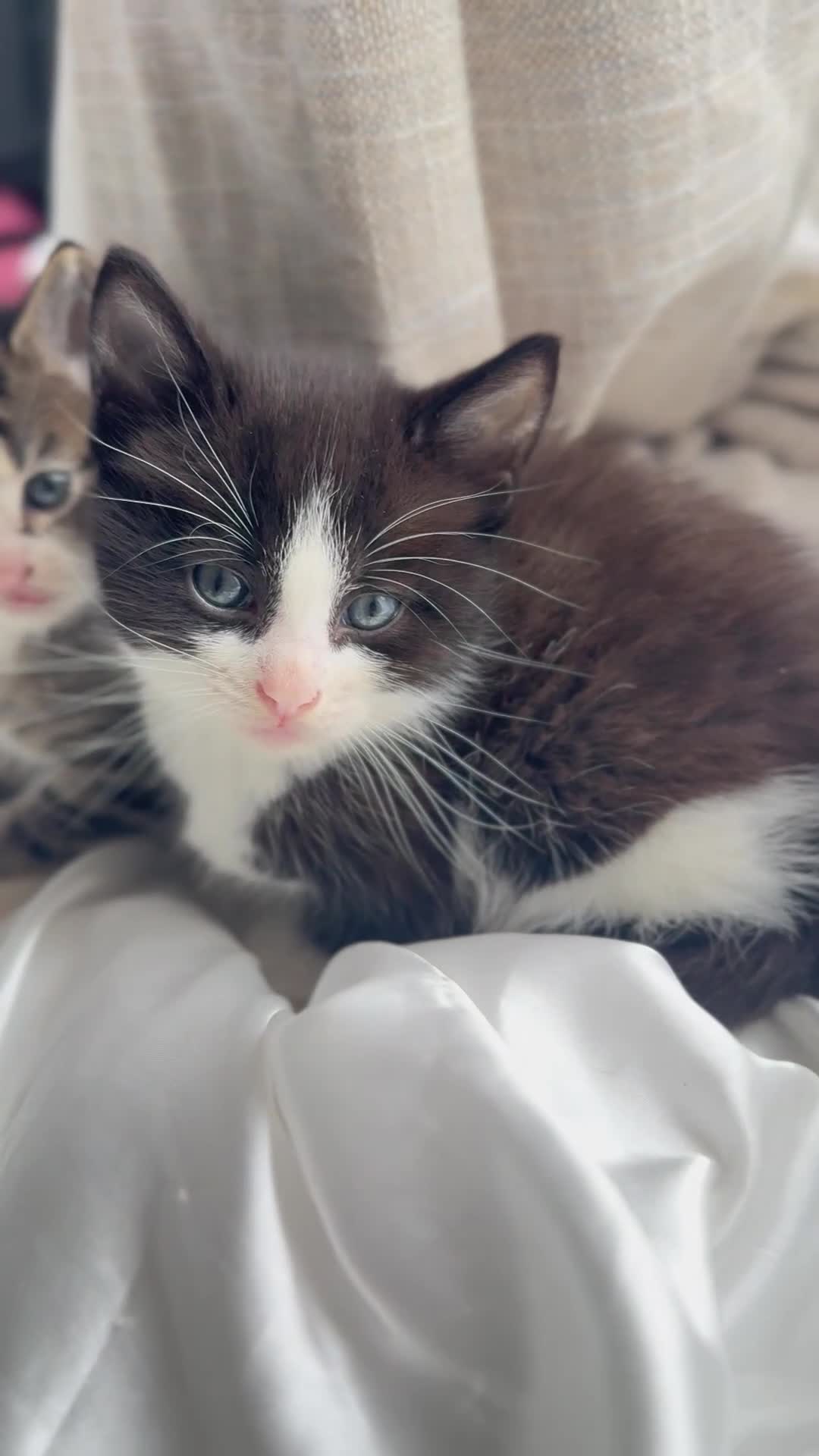 Mixed Breed cats for sale: Adorable 6 week Kittens Looking for Loving Homes! - Video 3
