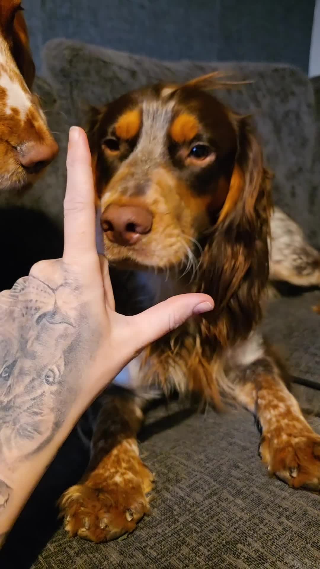 Cocker Spaniel dogs for stud: Cocker spaniel stud - Video 1