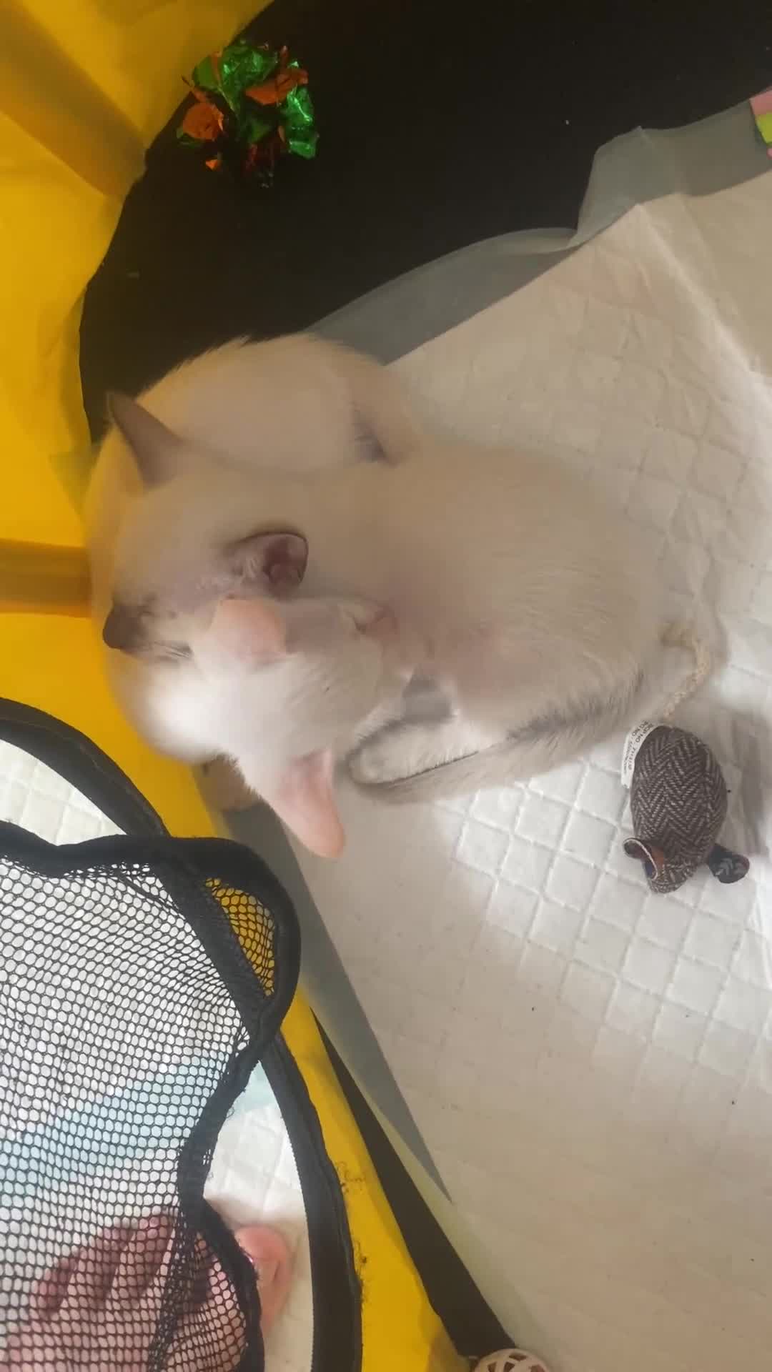 Siamese cats for sale: 🤩🐱Beautiful Siamese kittens for sale🐱⚡️ - Video 1