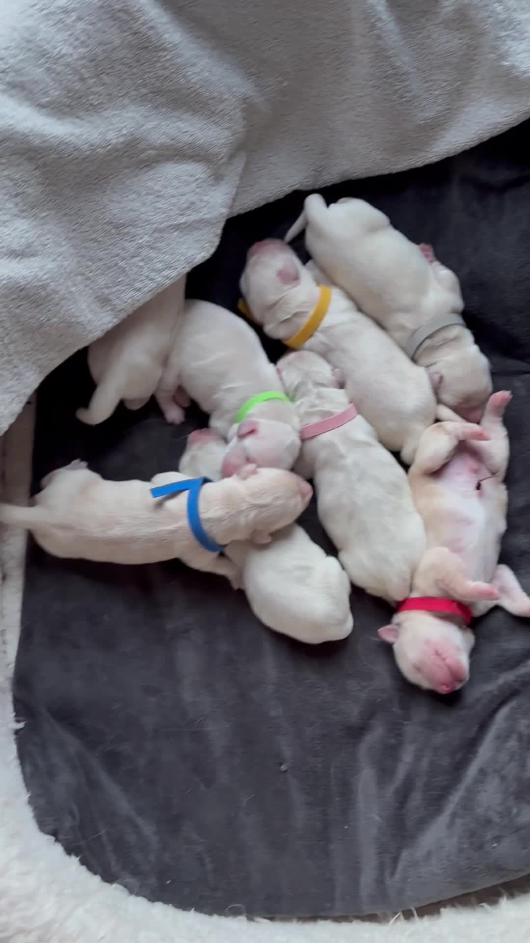 Golden Retriever dogs for sale: Beautiful litter of Cream Golden Retriever Pups - Video 1