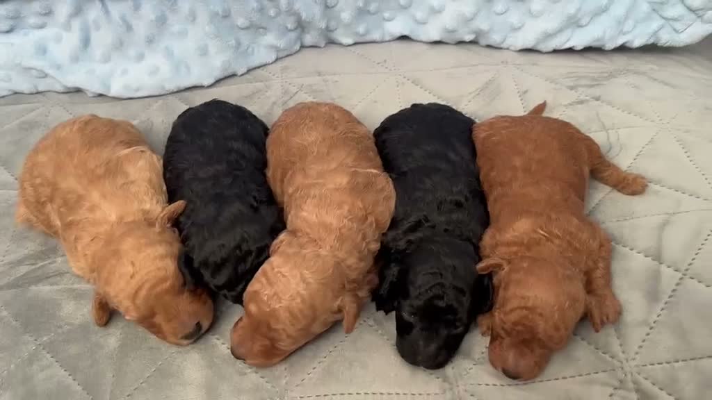 Toy Poodle dogs for sale: KC Registered Miniature Toy Poodle Puppies forSale - Video 4