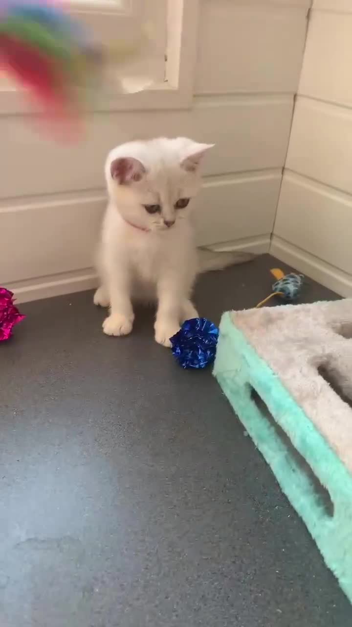 British Shorthair cats for sale: BSH Stunning rare Shaded - Video 1