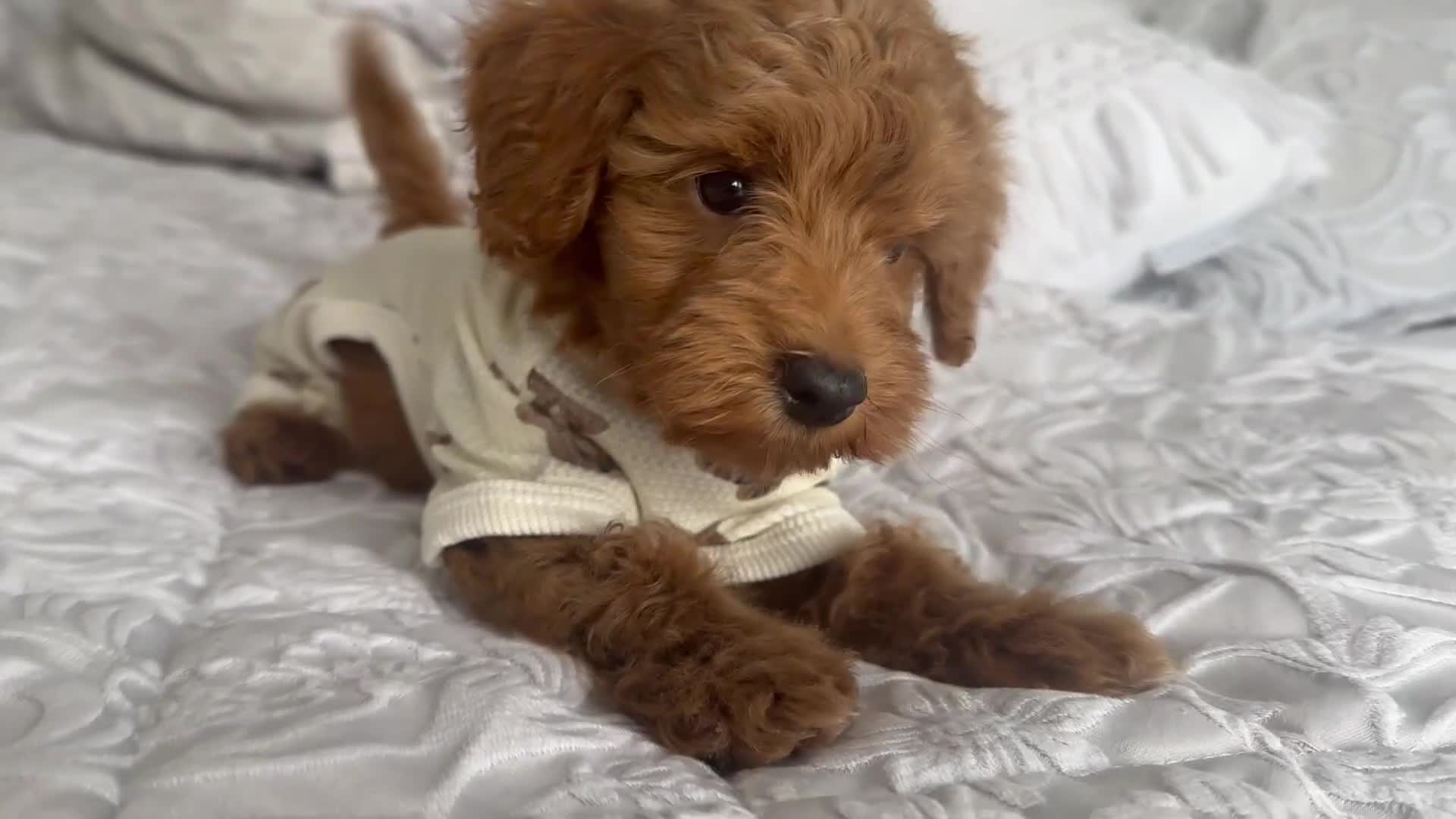 Maltipoo dogs for sale: **CHAMPION MALTIPOOS* HEALTH TESTED PARENTS** - Video 4