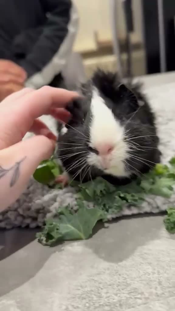 Guinea Pig rodents for sale: 3 Male Guinea Pigs Rehome - Video 3